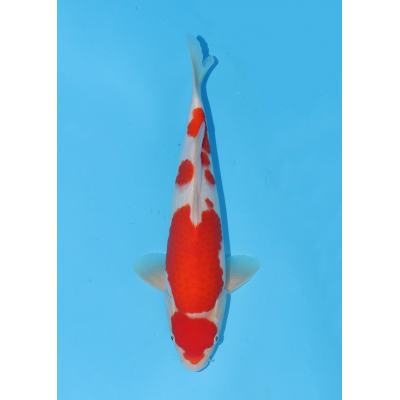 KV.16 KOHAKU